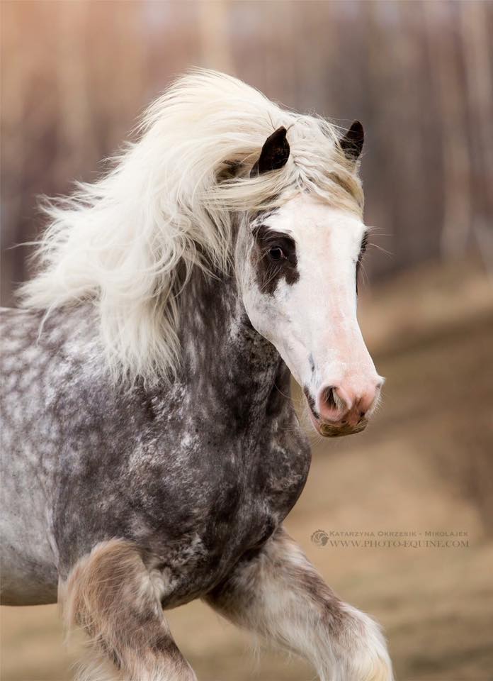 Silver Dapple Gypsy Vanner Horses For Sale